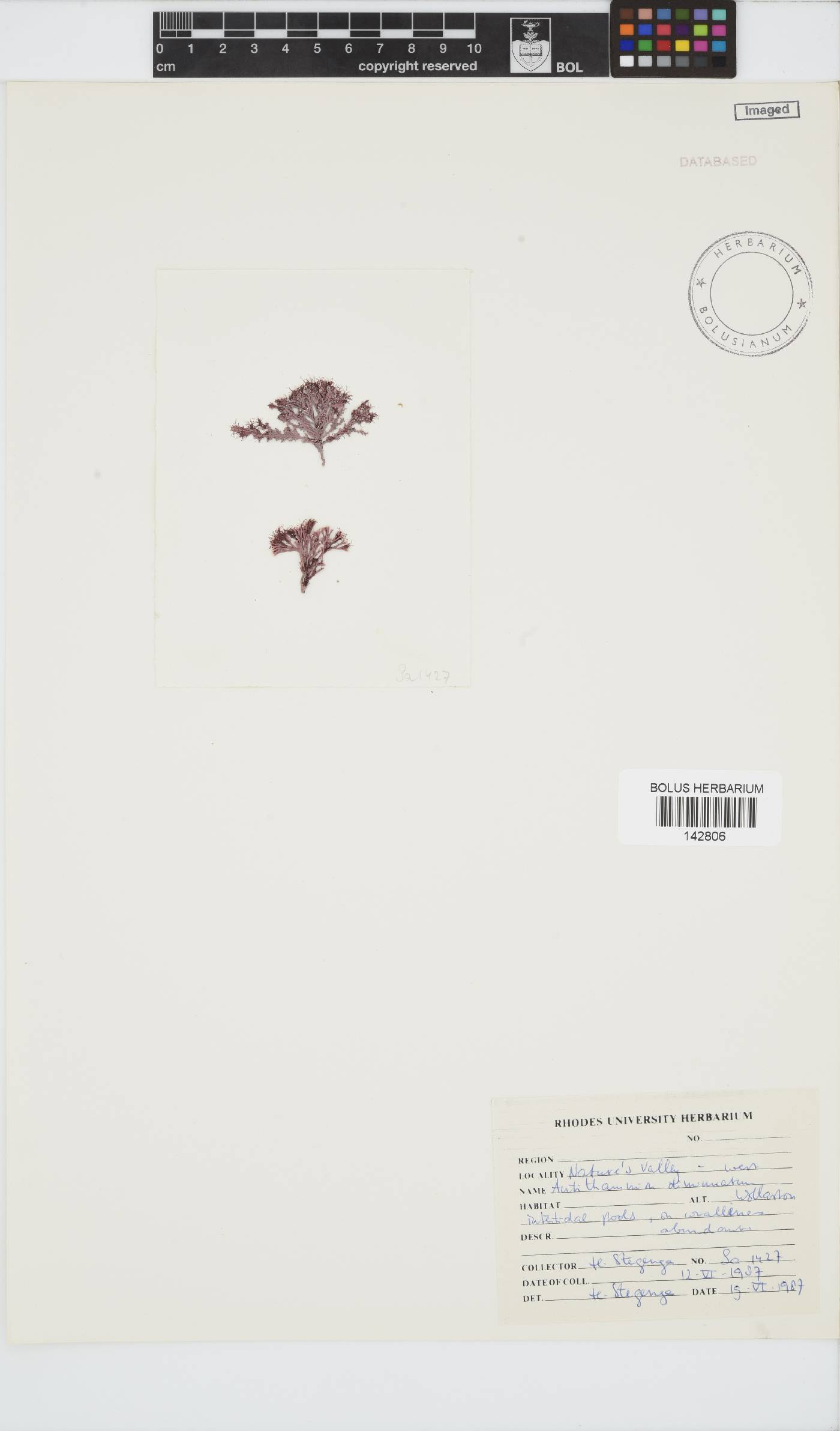 Antithamnion diminuatum image
