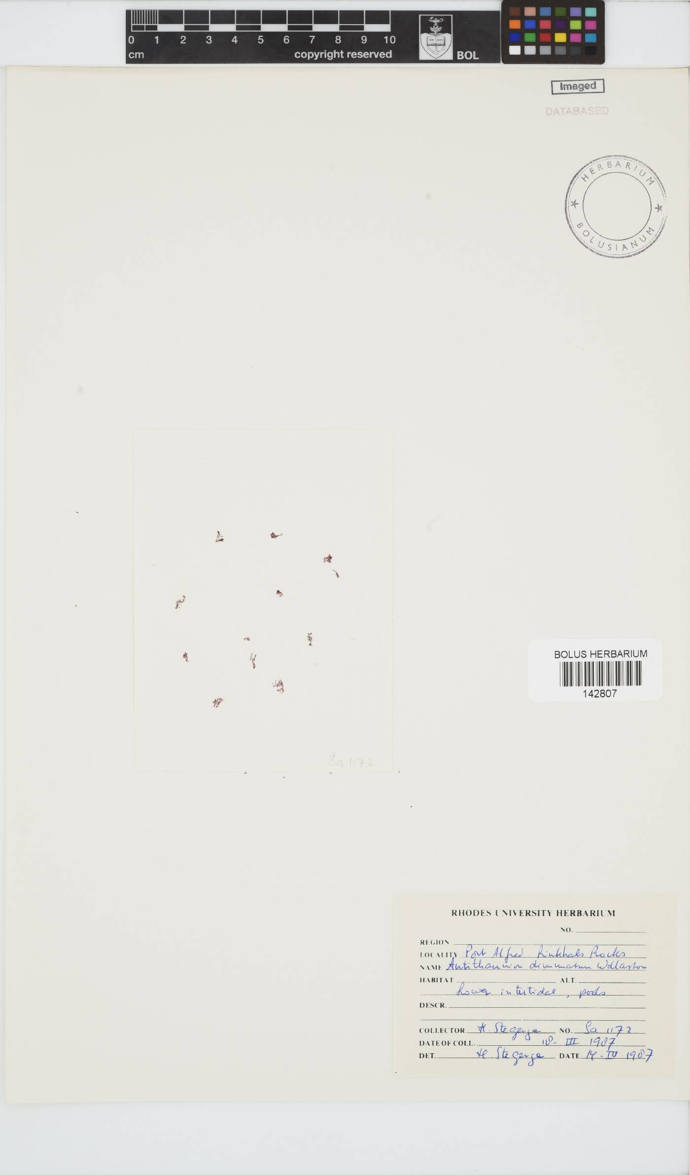 Antithamnion diminuatum image