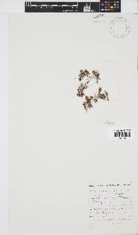 Antithamnion diminuatum image