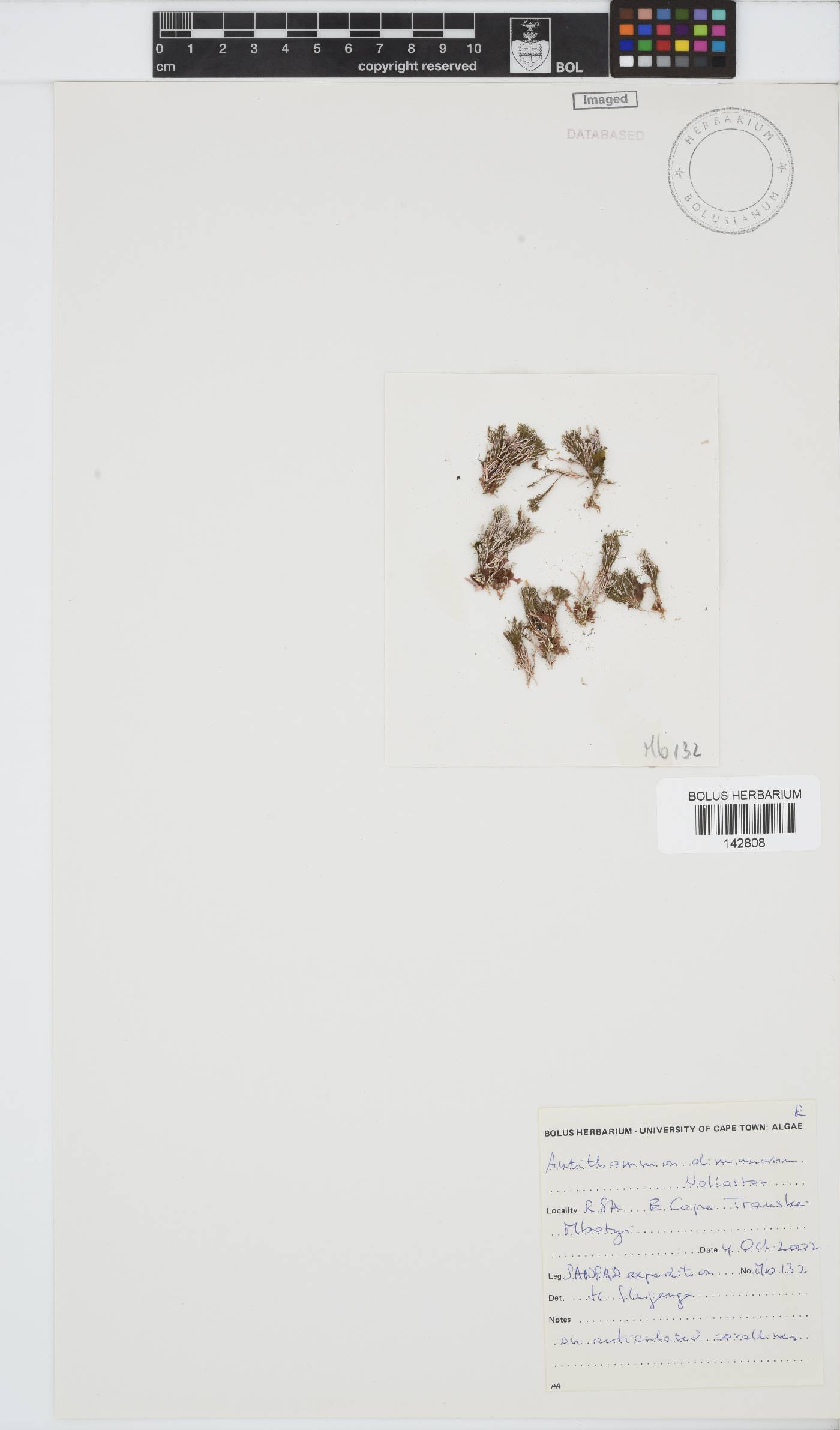 Antithamnion diminuatum image