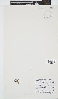 Antithamnion diminuatum image