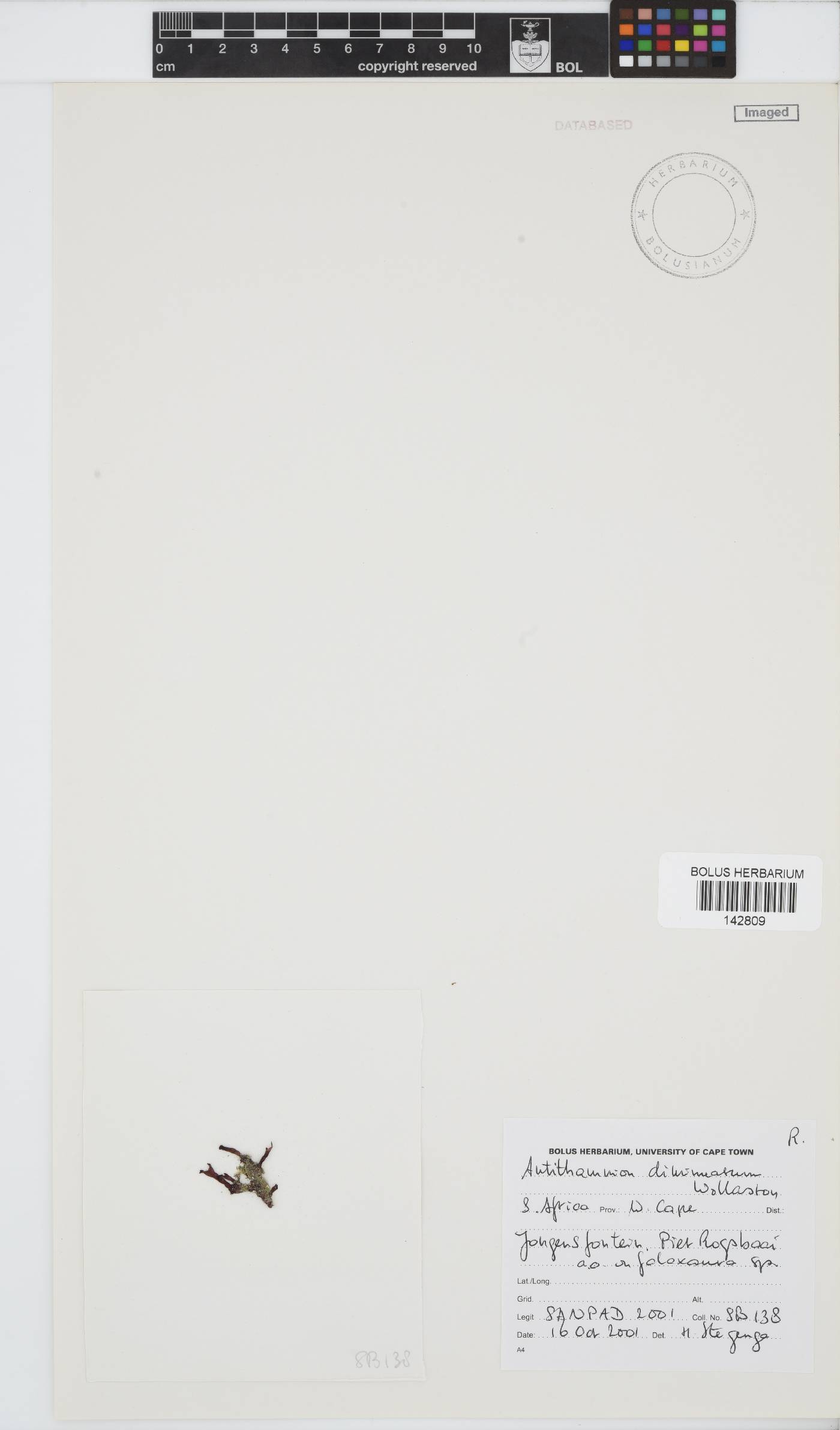 Antithamnion diminuatum image