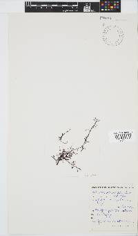 Antithamnion diminuatum image