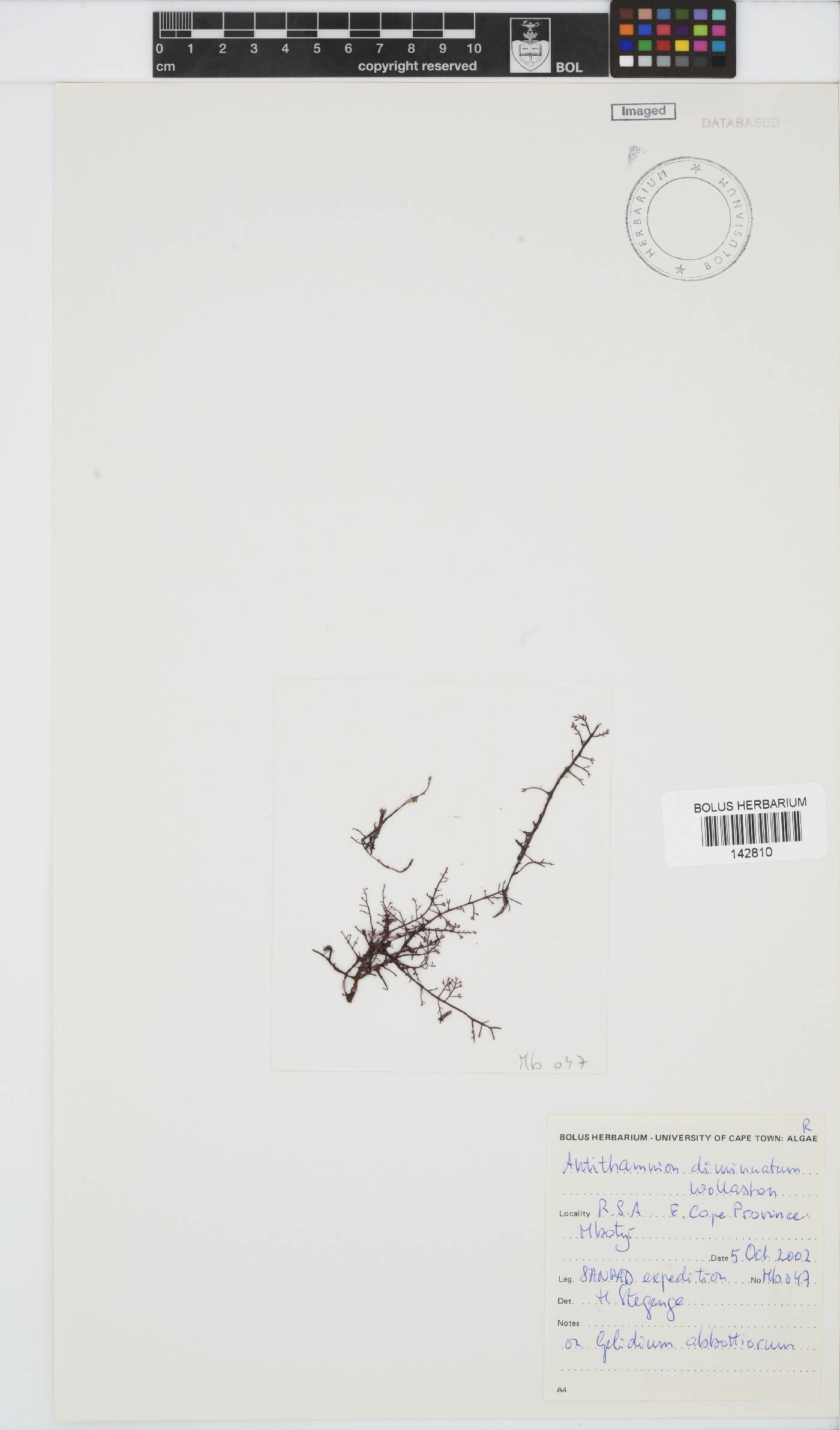 Antithamnion diminuatum image