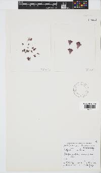 Antithamnion diminuatum image