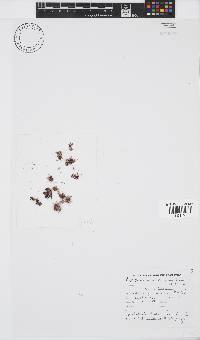 Antithamnion diminuatum image