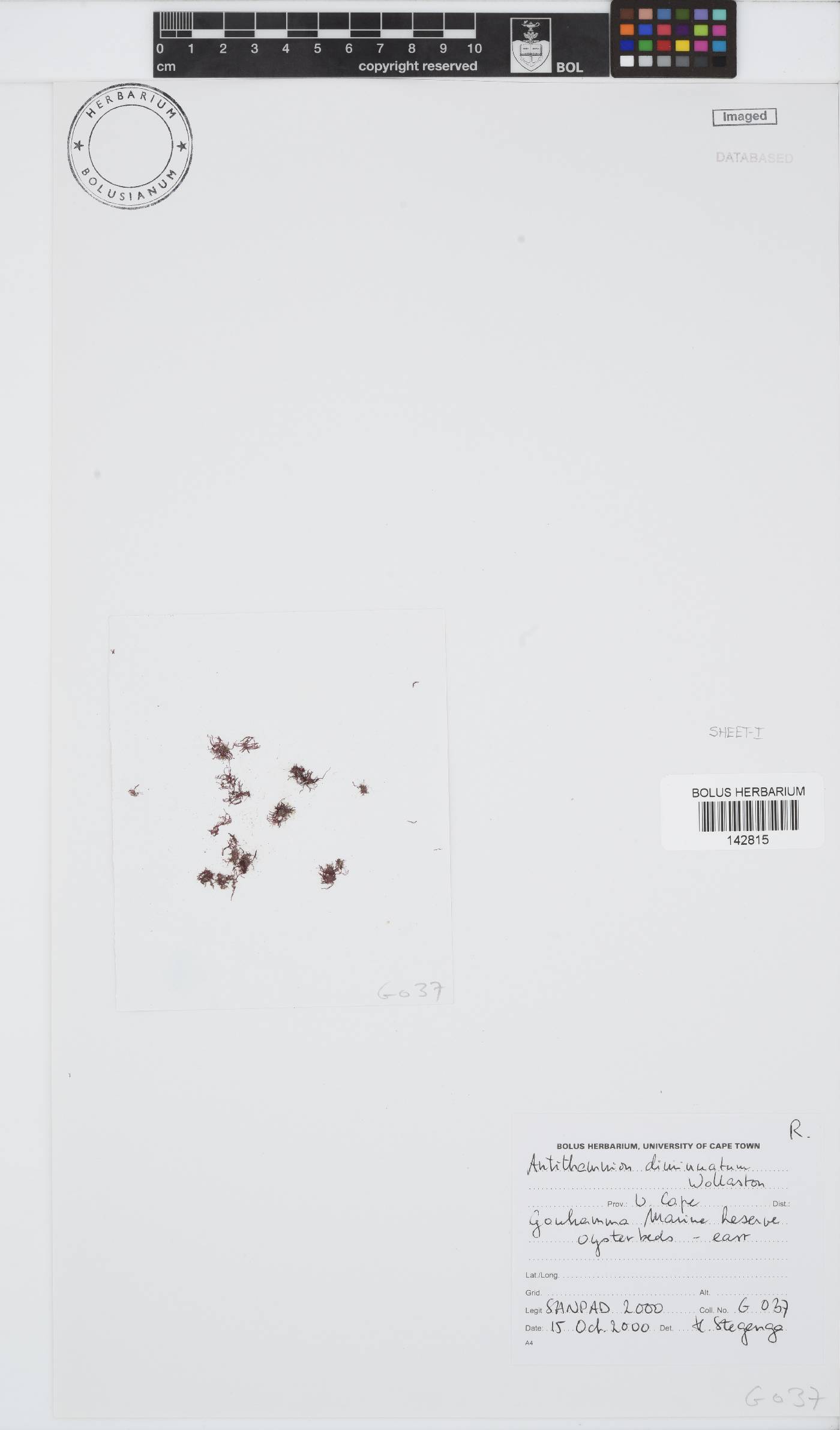 Antithamnion diminuatum image