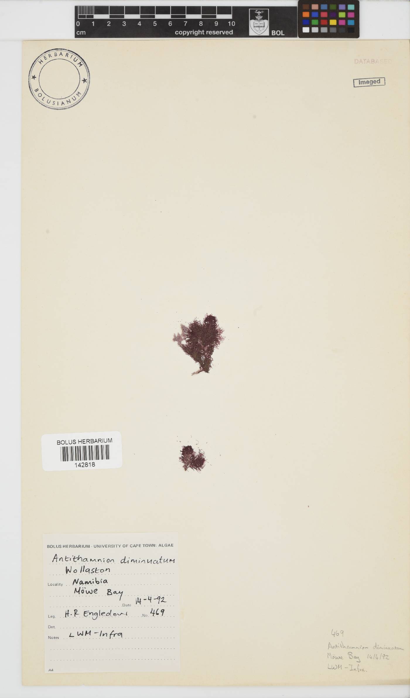 Antithamnion diminuatum image