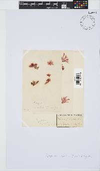 Apoglossum ruscifolium image