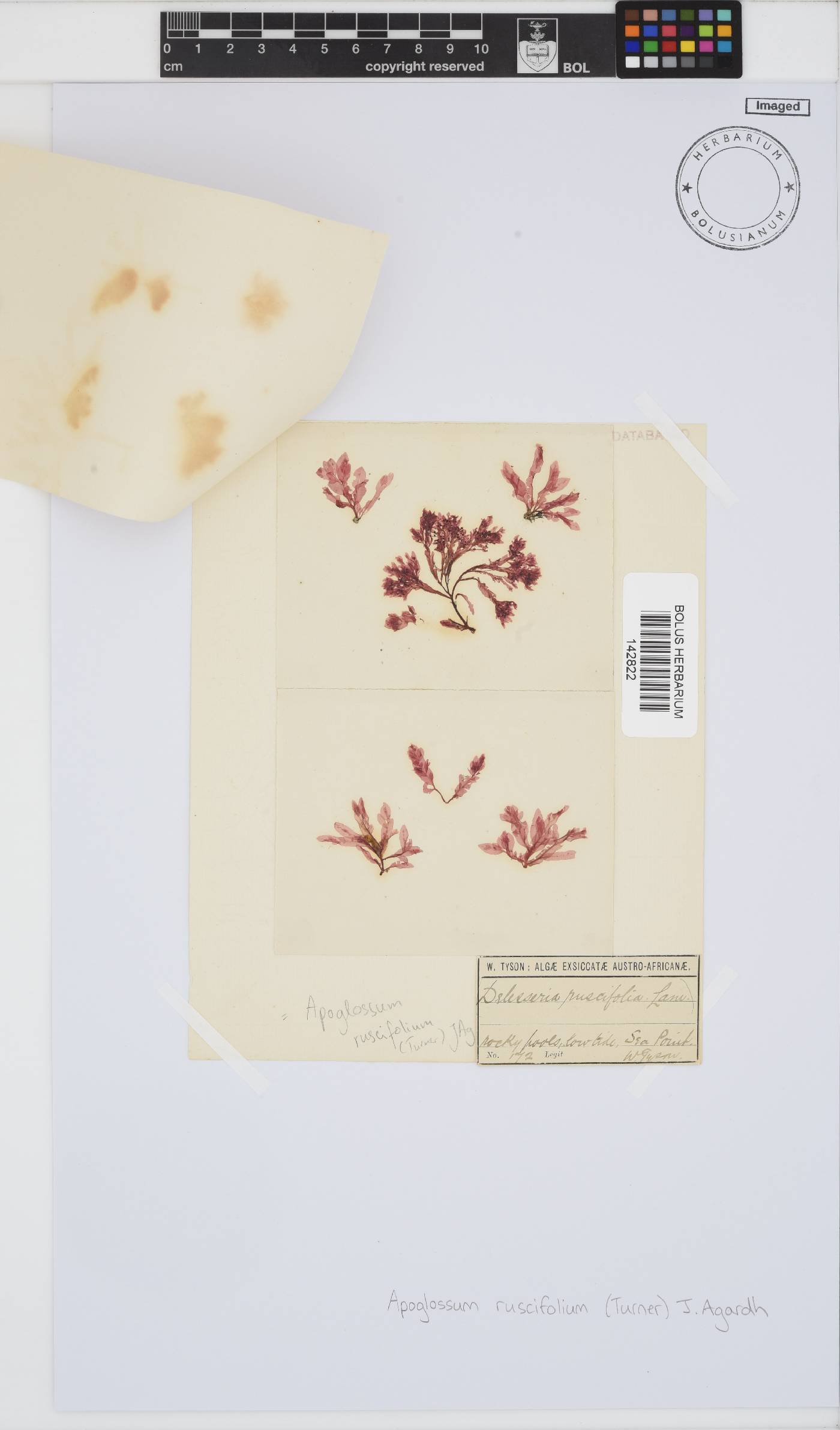 Apoglossum ruscifolium image