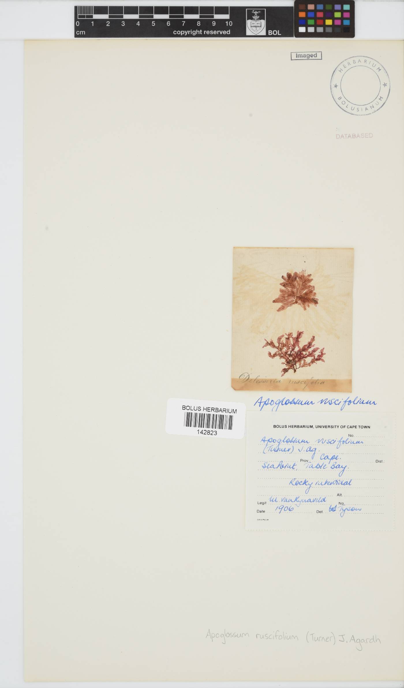 Apoglossum ruscifolium image