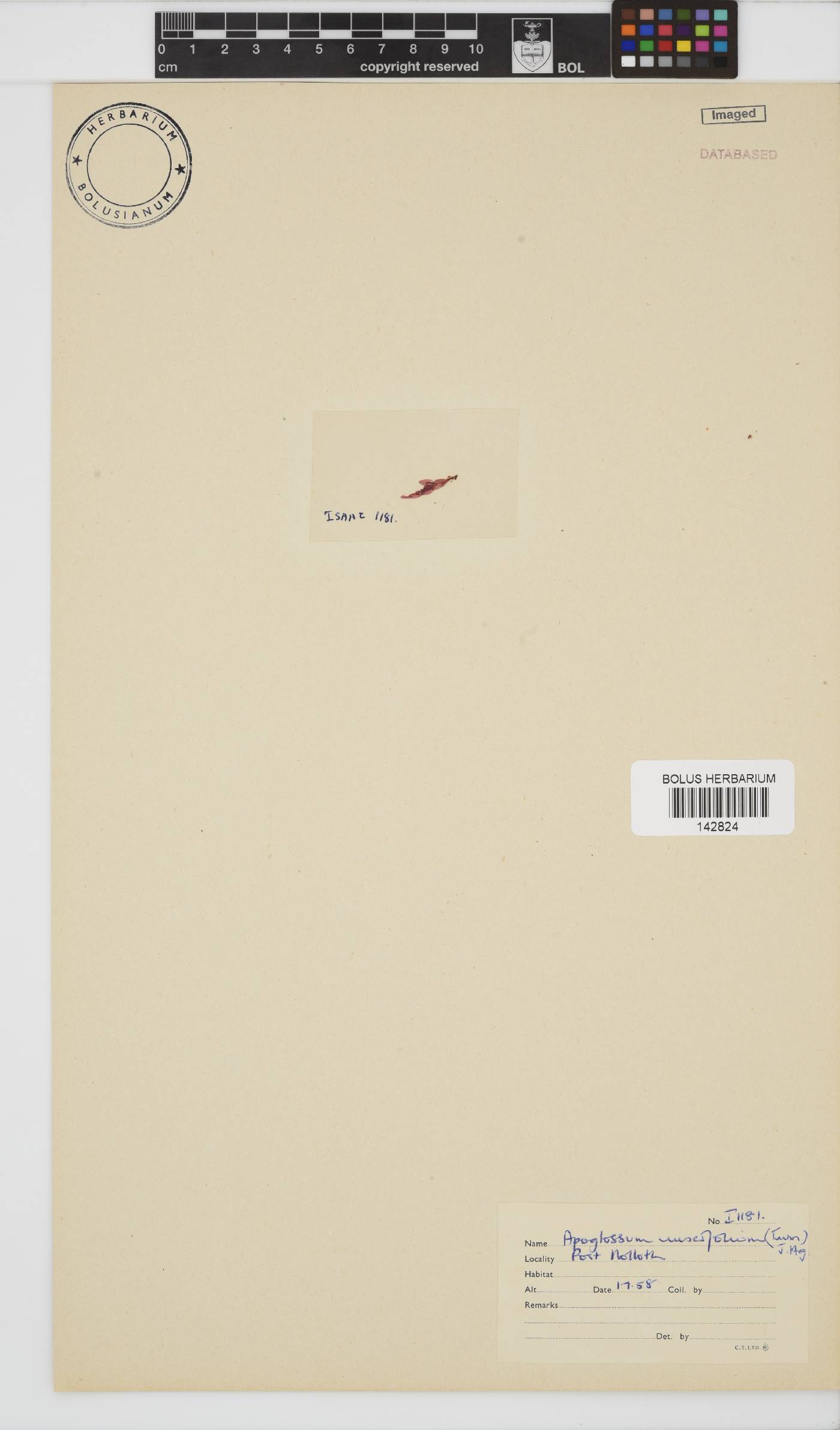 Apoglossum ruscifolium image
