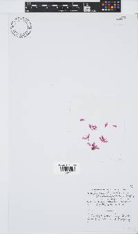 Apoglossum spathulatum image
