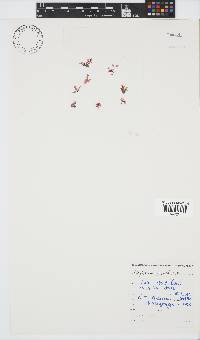 Apoglossum spathulatum image