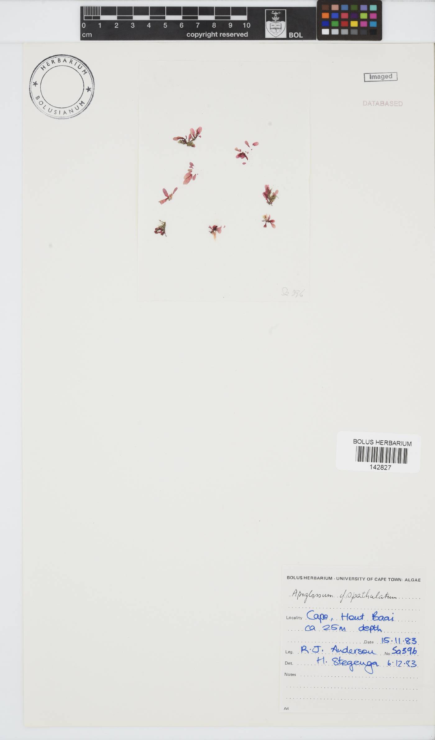 Apoglossum spathulatum image