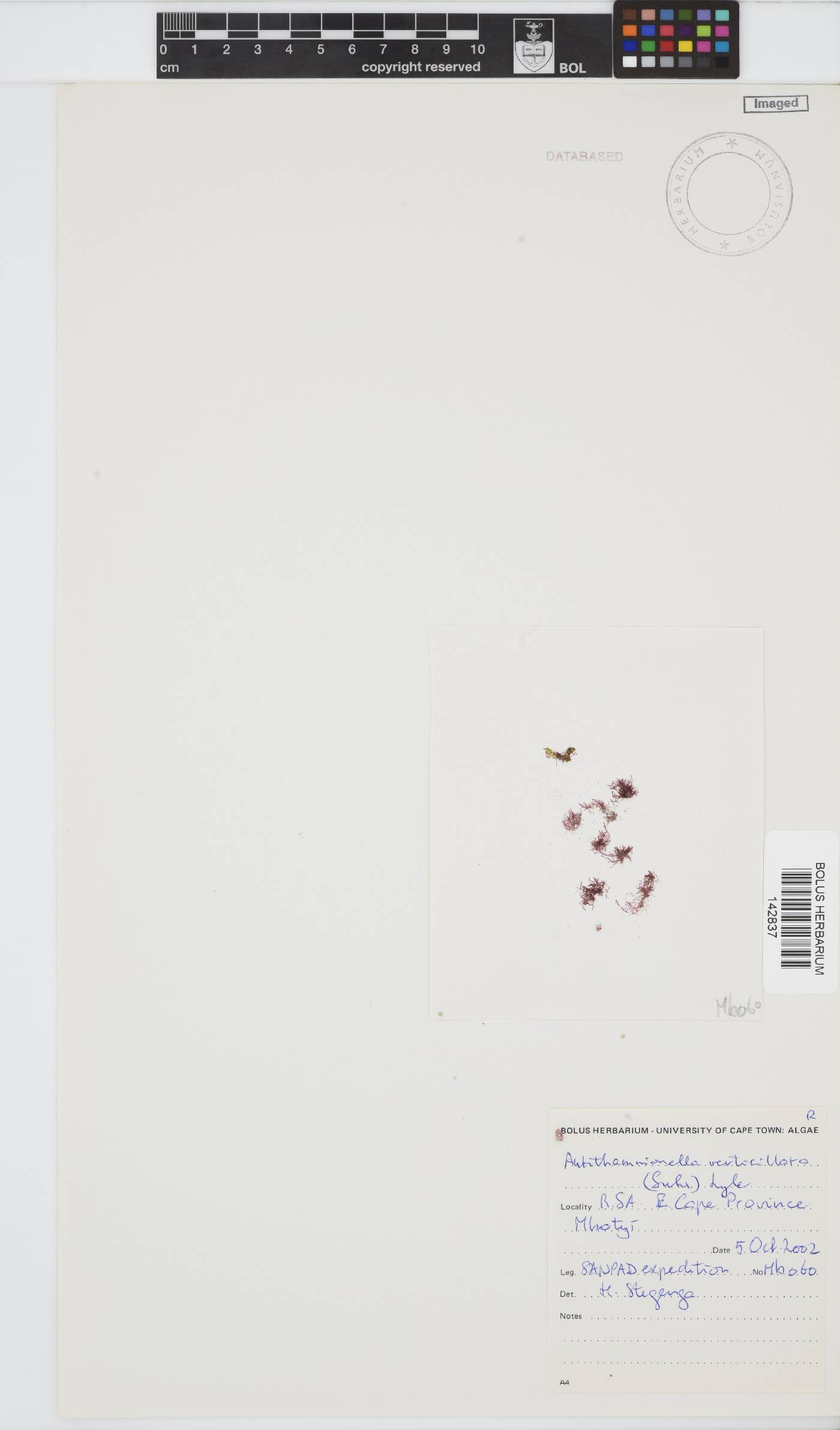 Antithamnionella verticillata image