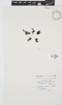 Antithamnionella verticillata image