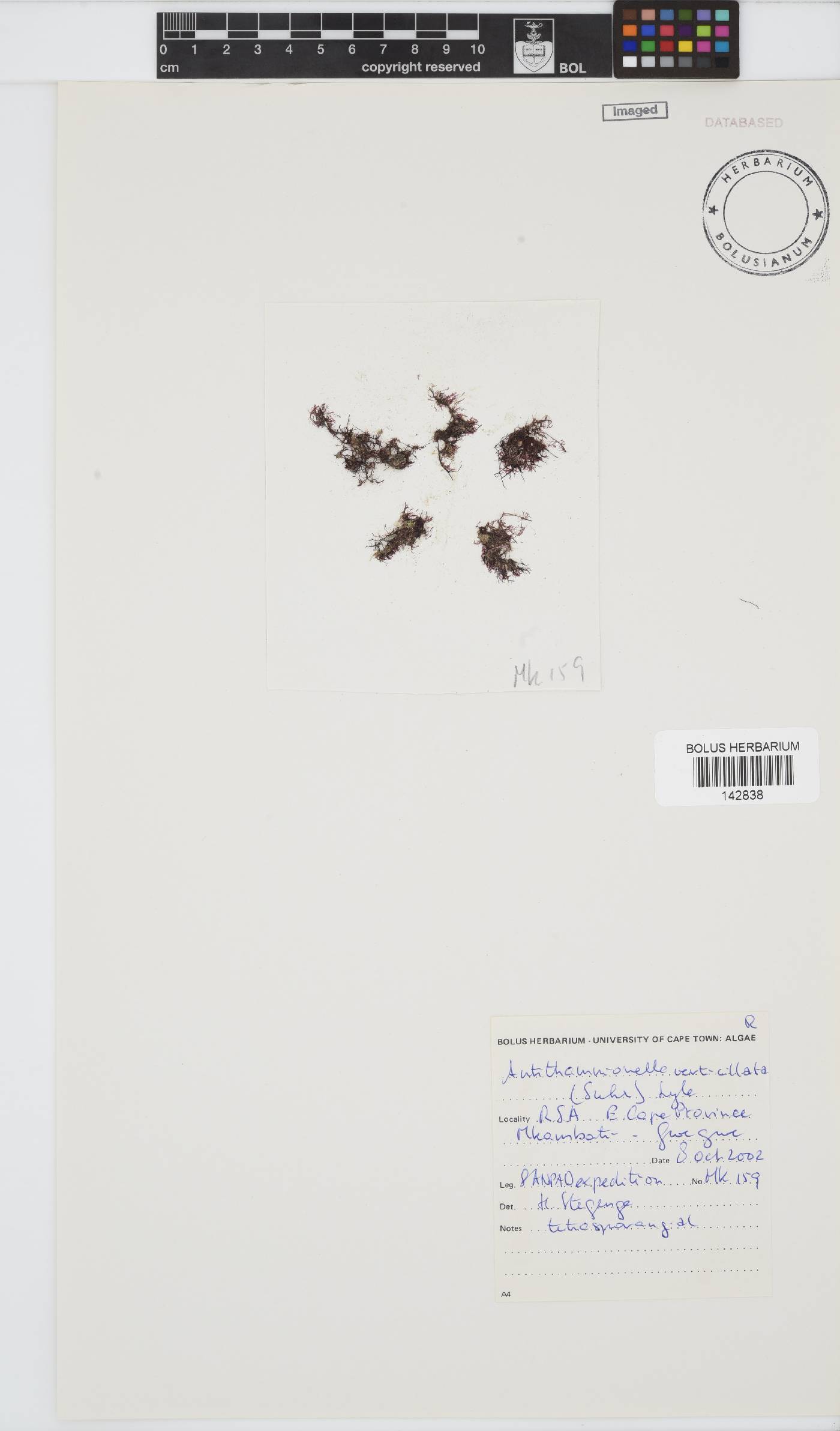 Antithamnionella verticillata image