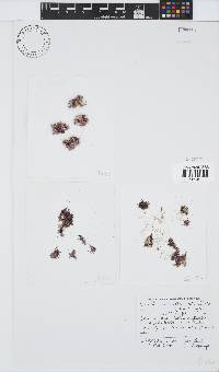 Antithamnionella verticillata image