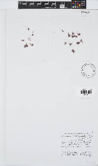 Antithamnionella verticillata image