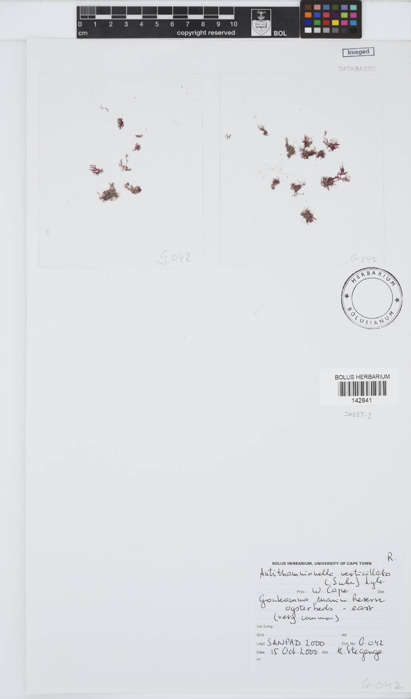 Antithamnionella verticillata image