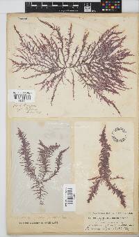 Callithamnion collabens image