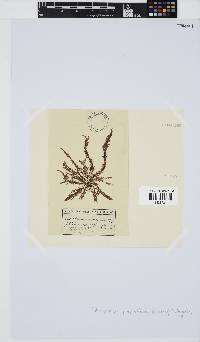 Callithamnion collabens image