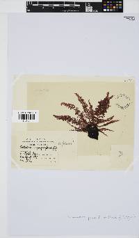 Callithamnion collabens image