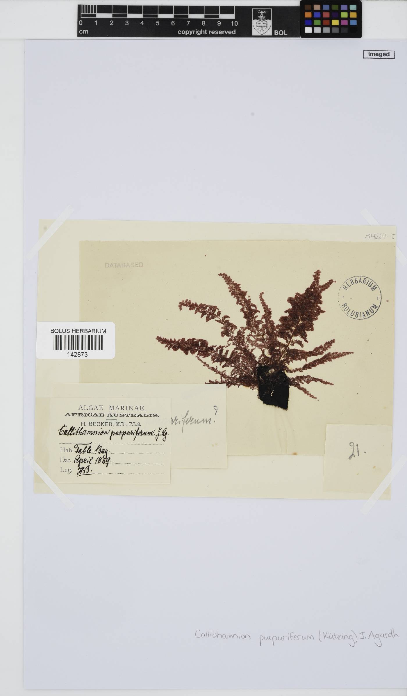 Callithamnion collabens image