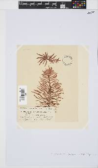 Callithamnion collabens image