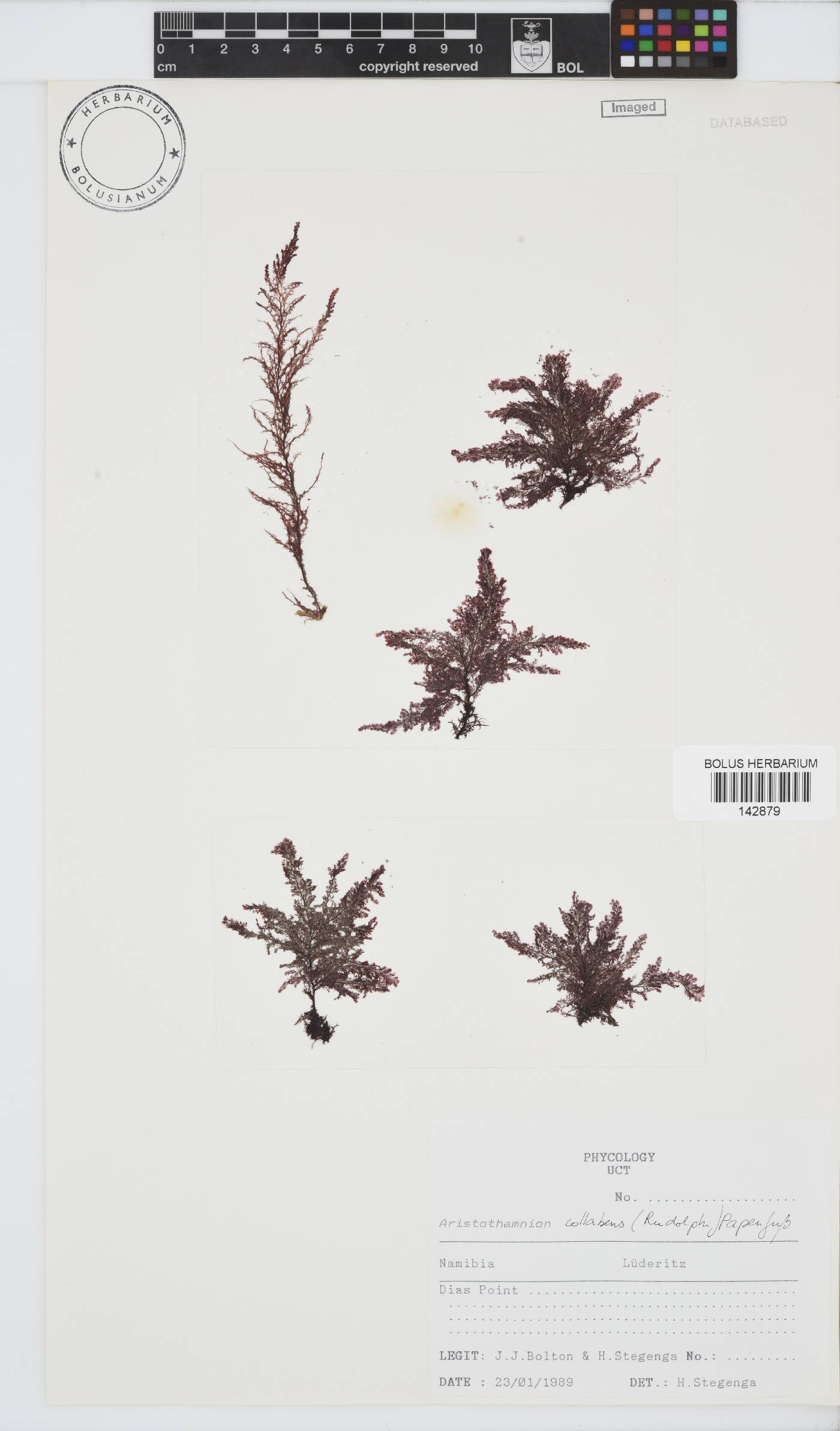 Callithamnion collabens image