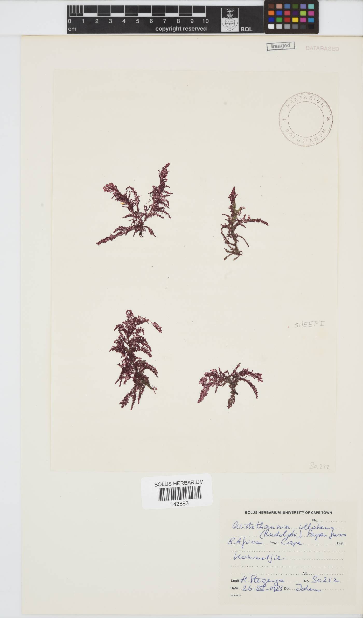 Callithamnion image