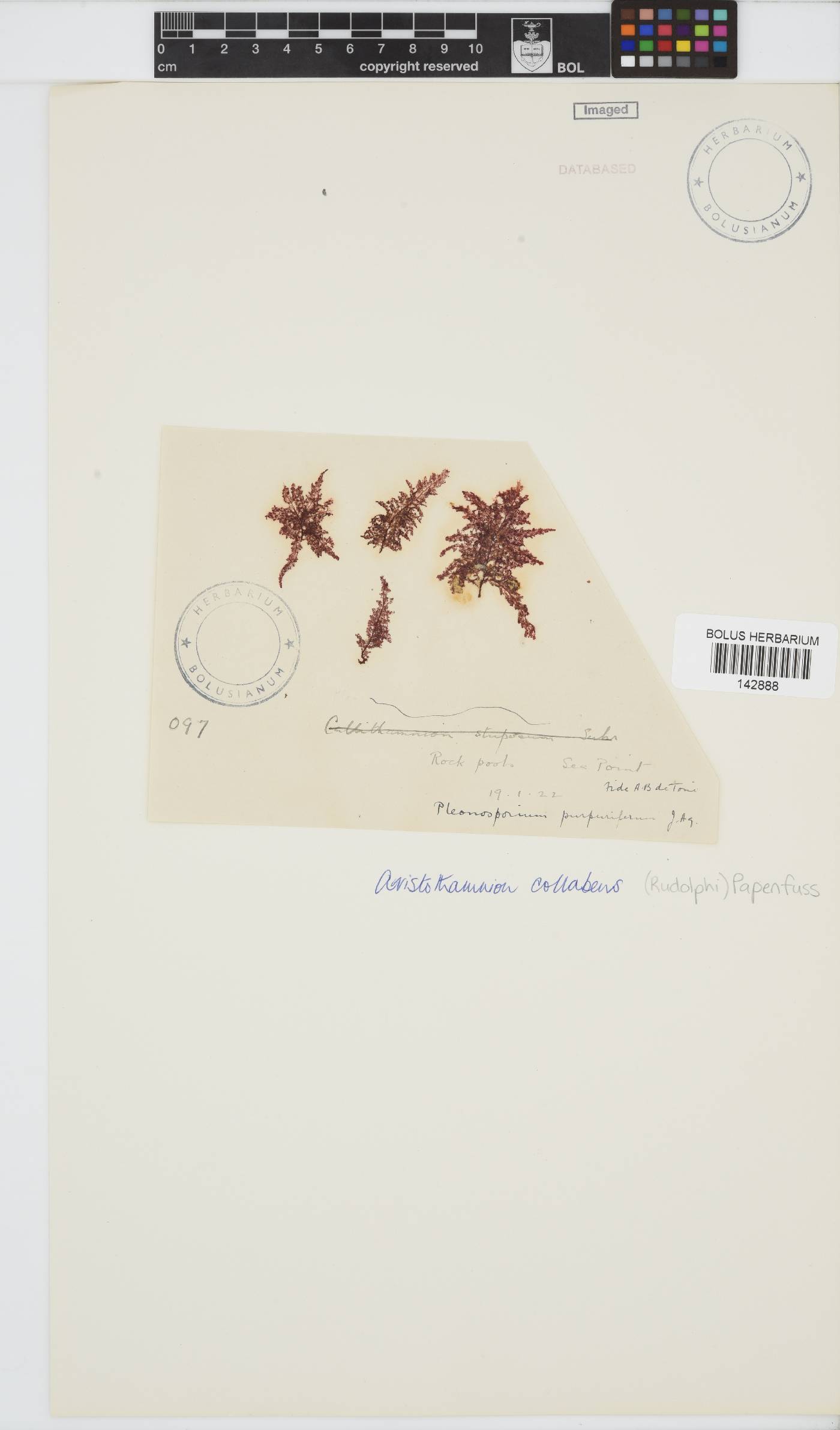 Callithamnion collabens image