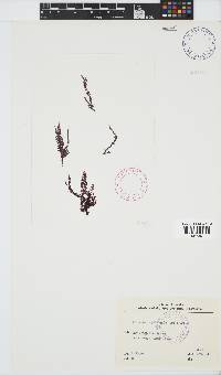 Callithamnion collabens image