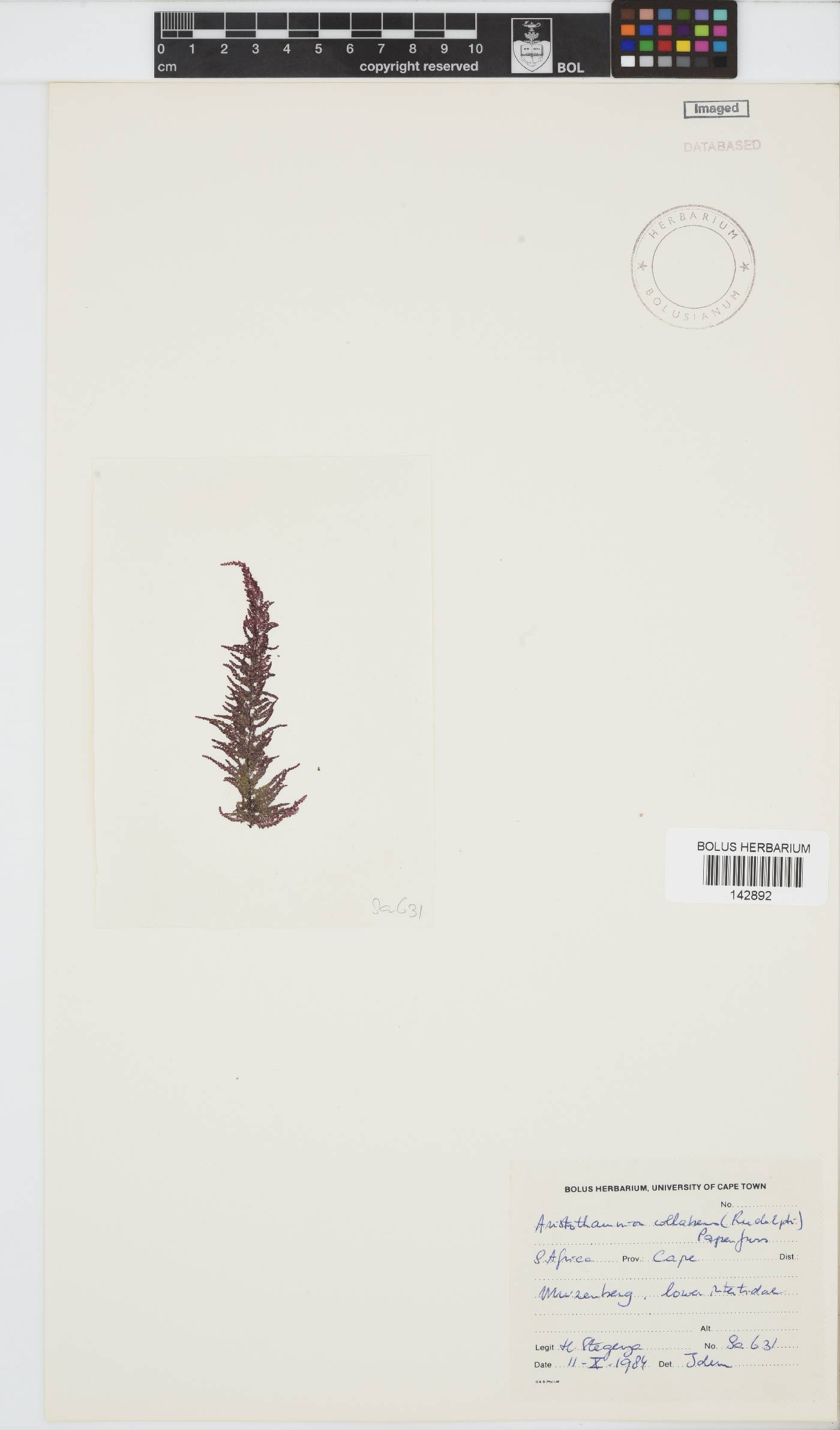 Callithamnion collabens image