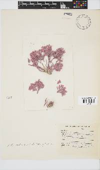 Image of Arthrocardia carinata