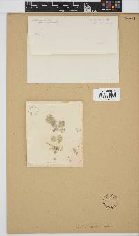 Arthrocardia carinata image