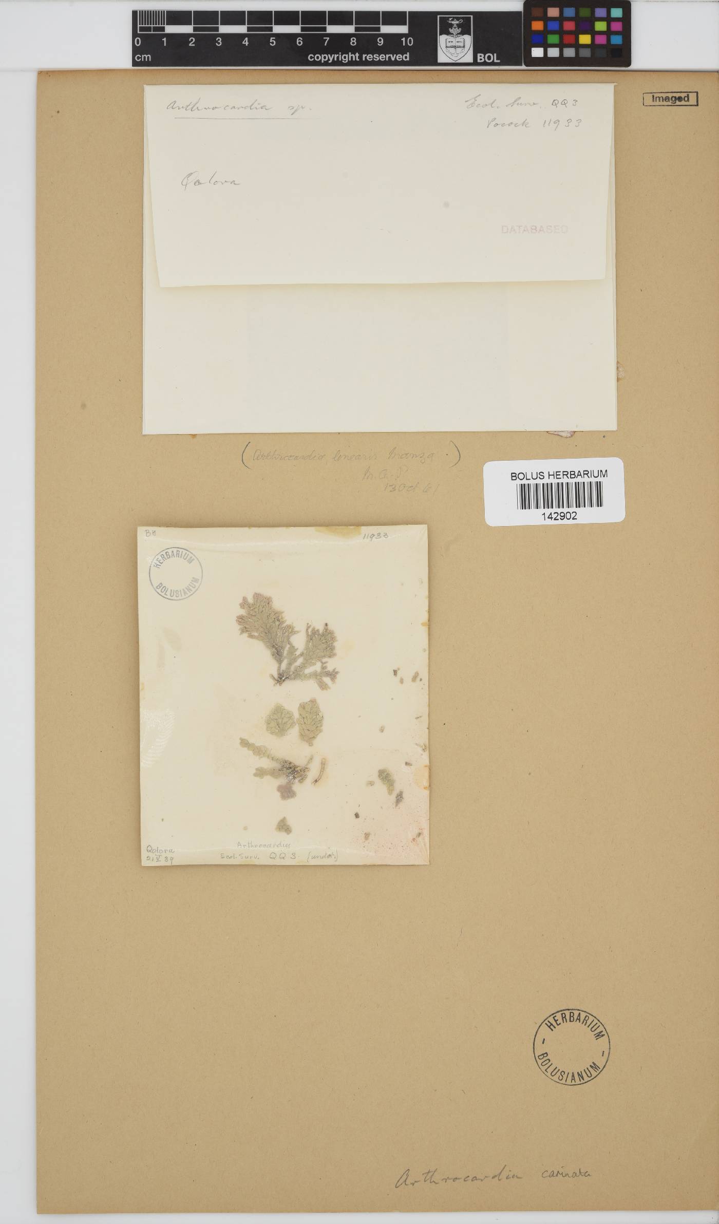 Arthrocardia carinata image