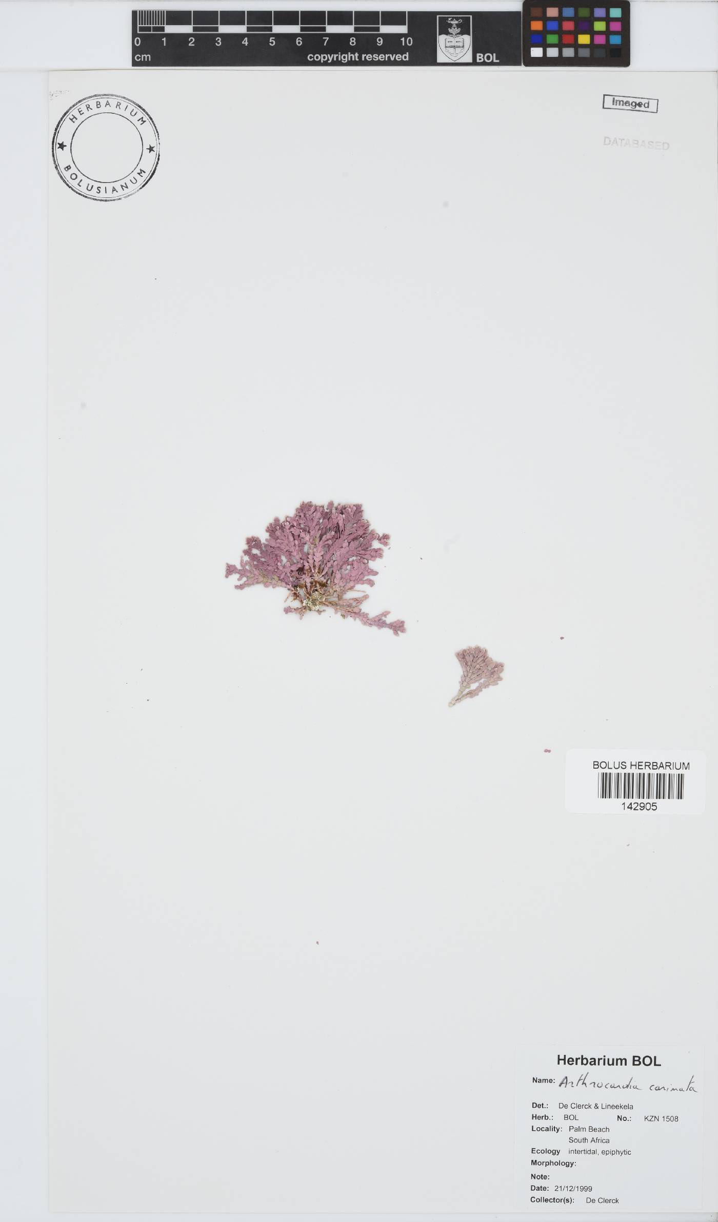 Arthrocardia carinata image