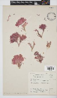 Arthrocardia carinata image