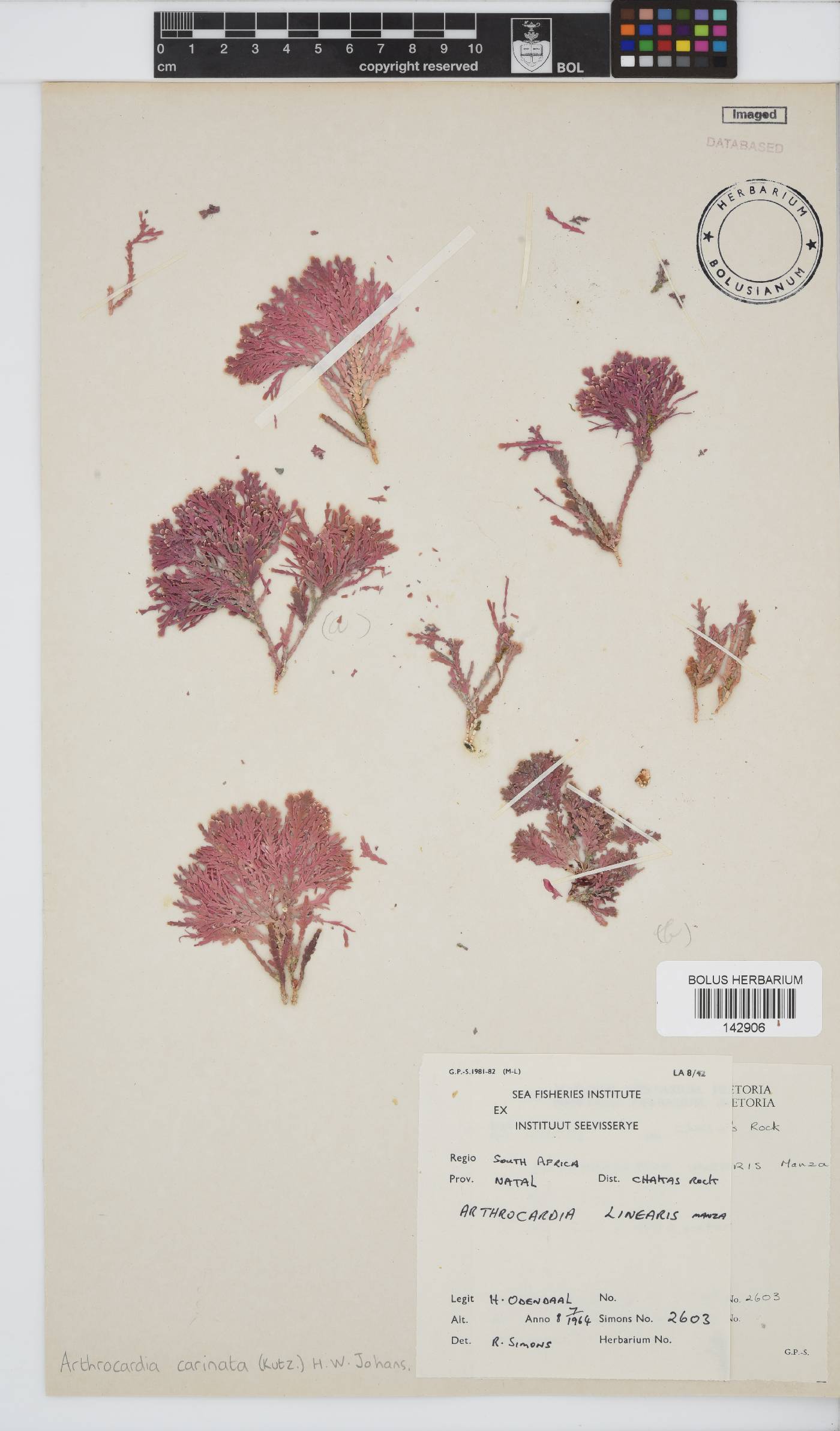 Arthrocardia carinata image
