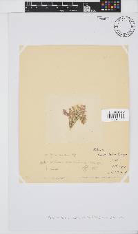 Arthrocardia carinata image