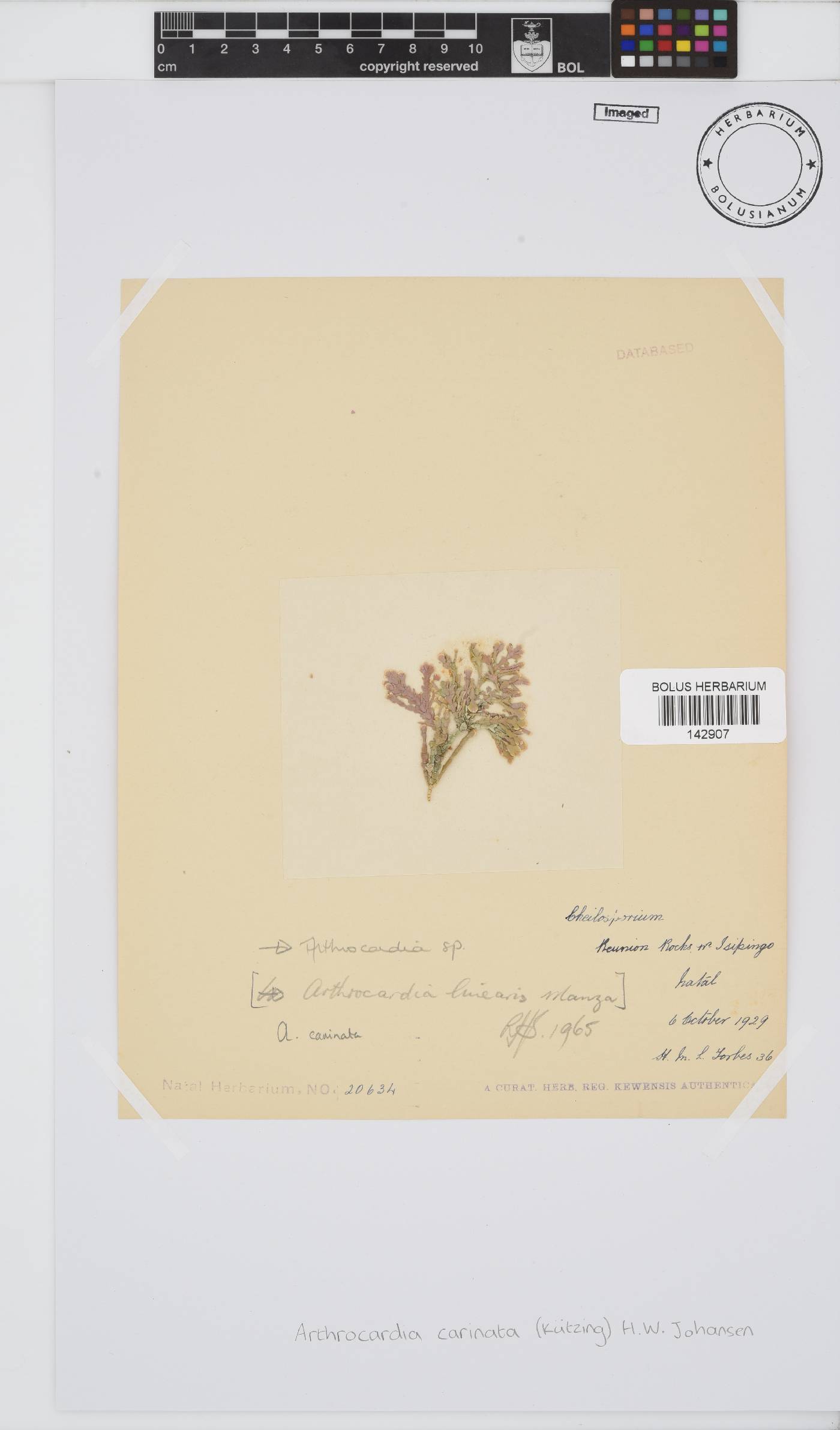 Arthrocardia carinata image