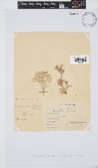 Arthrocardia carinata image