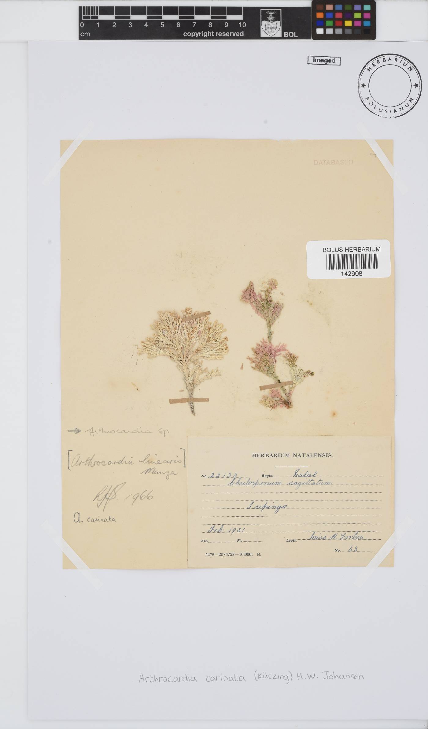 Arthrocardia carinata image