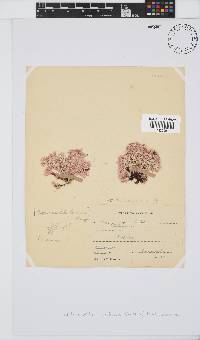Arthrocardia carinata image