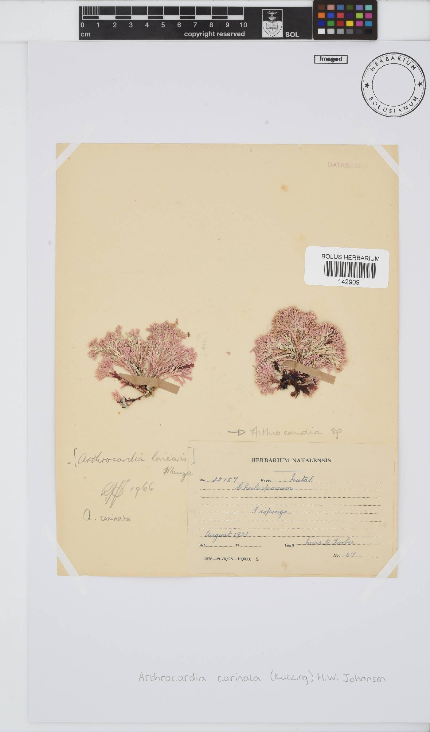 Arthrocardia carinata image