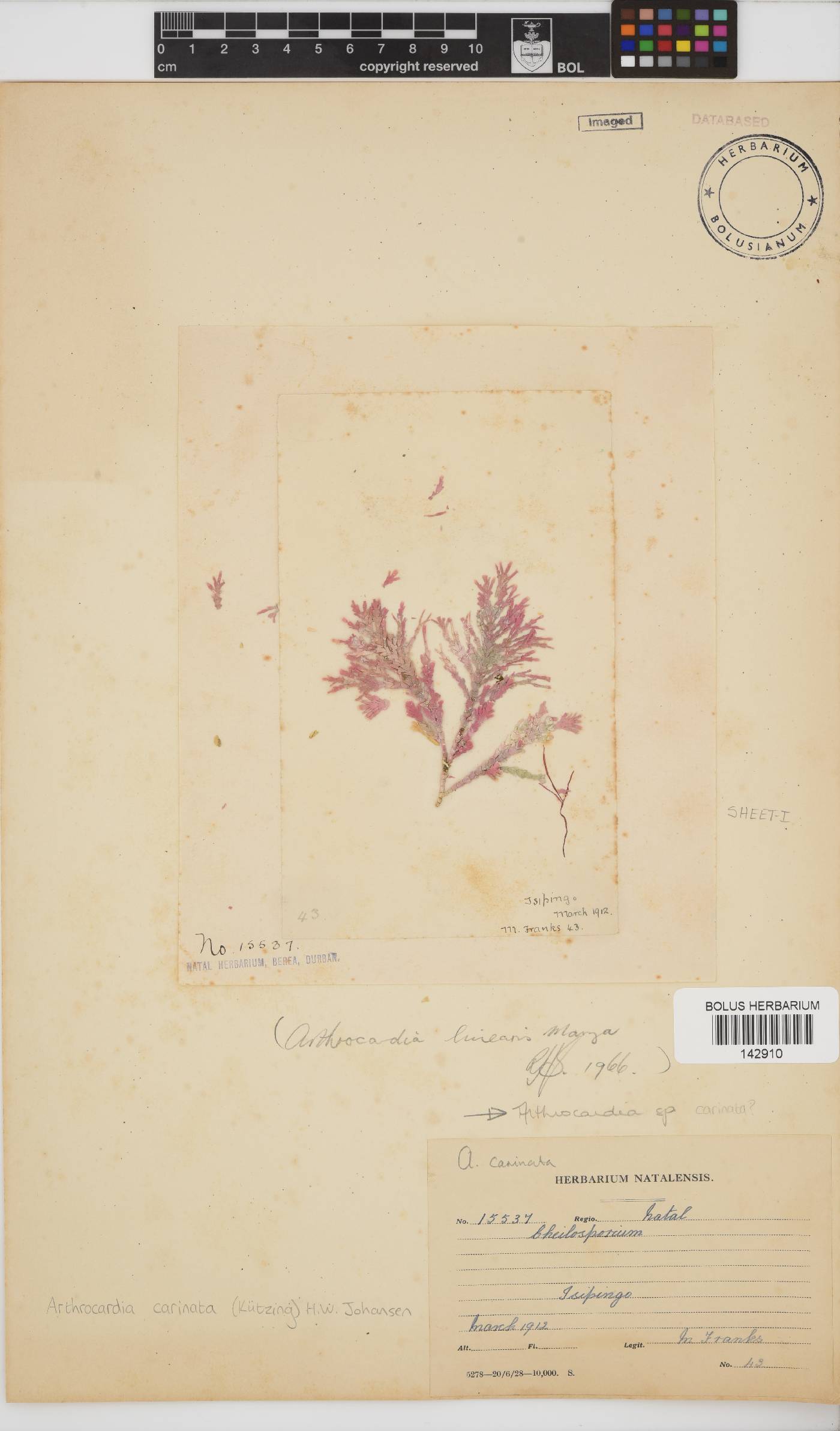 Arthrocardia carinata image