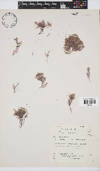 Arthrocardia carinata image