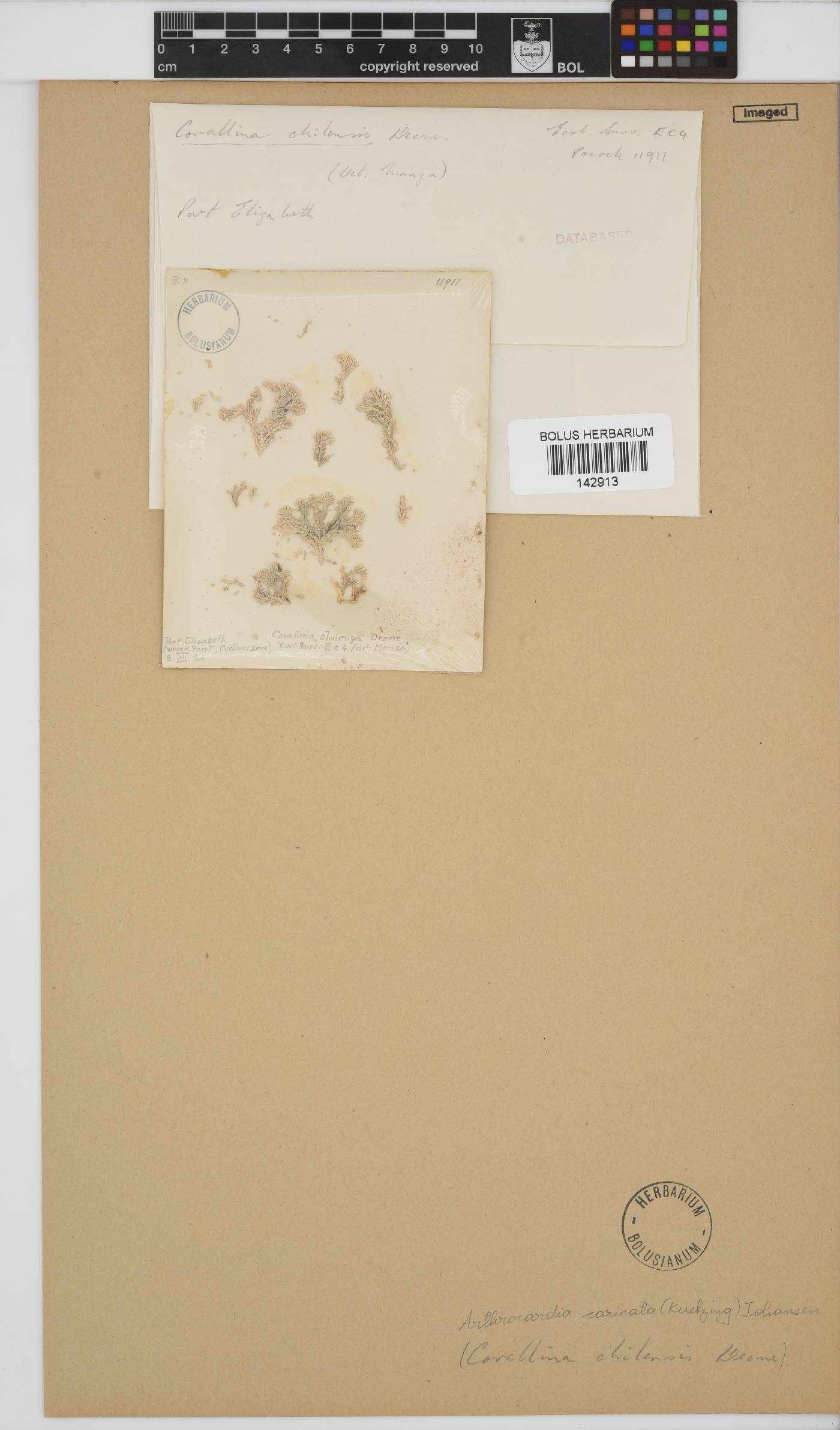 Arthrocardia carinata image